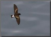 Galapagos, Ecuador - Sep, 2005 ?? Douglas Bolt; Wedge-rumped Storm-Petrel