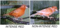 Red Factor Lipochrome