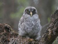 Great Gray Owl Chick