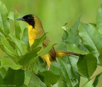 Olive-crowned Yellowthroat (Geothlypis semiflava)