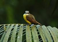 Social Flycatcher  