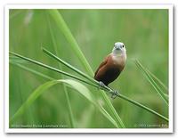 White-headed Munia (Lonchura maja)