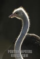 African Ostrich ( Struthio camelus ) stock photo