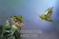 Hawthorn Shield Bug ( Acanthosoma haemorrhoidale ) stock photo