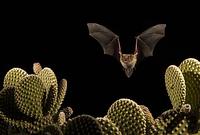Cave Myotis ( Myotis velifer ) Flying over Bunny Ear Cactus ( Opuntia rufida ) Amado , Arizona ,...