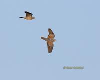 Oriental turtle dove C20D 03096.jpg