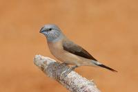 Grey-headed Silverbill, Samburu, Kenya