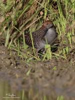 Slaty-breasted Rail