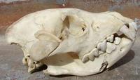 Side View of a Brown Hyena's skull