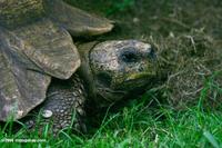 Ancient Leopard Tortoise (Geochelone pardalis)