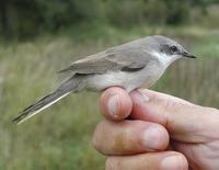 Lesser Whitethroat (Sylvia curruca)