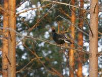 Black Grouse (Tetrao tetrix)