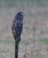 Great Grey Owl (Strix nebulosa)