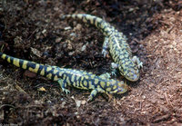 : Ambystoma tigrinum tigrinum; Eastern Tiger Salamander