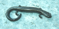 : Batrachoseps robustus; Kern Plateau Salamander