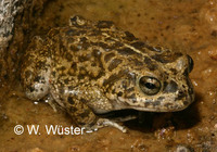 : Bufo arabicus; Arabian Toad