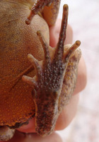 : Bufo ornatus; Ncn