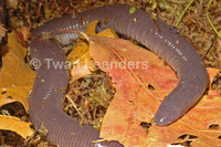 : Dermophis mexicanus; Mexico Burrowing Caecila