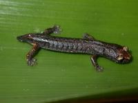 : Ixalotriton parvus