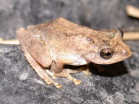 : Kurixalus idiootocus