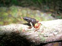 : Mantella bernhardi