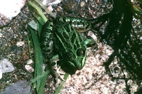 : Rana chiricahuensis; Chiricahua Leopard Frog