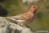 : Caprodacus cassinii; Cassin's Finch