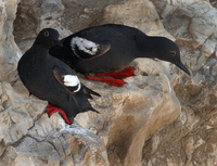 : Cepphus columba; Pigeon Guillemot