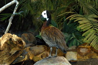 : Dendrocygna viduata; White-faced Whistling Duck