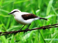 : Fluvicola nengeta; Lavadeira-mascarada