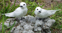 : Gygis alba rothschildi; White Tern (fairy) Adult
