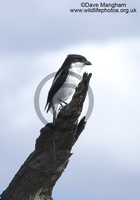 : Lanius collaris; Common Fiscal Shrike