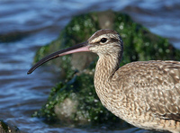 : Numenius phaeopus; Whimbrel