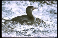 : Phalacrocorax harrisi; Flightless Cormorant
