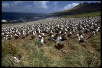 : Thalassarche melanophris; Black-browed Albatross