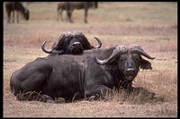 : Syncerus caffer caffer; Cape Buffalo