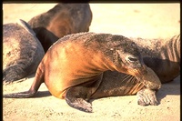 : Zalophus californicus; Galapagos Sea Lions