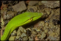: Ahaetulla nasuta; Asian Vine Snake
