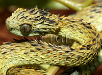 : Atheris hispida; Hairy Bush Viper