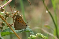 : Lycaena phlaeus