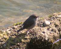 Plumbeous Water Redstart (Rhycornis fuliginosus) 2005. január 8. Ramnagar