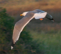 Steppe Gull