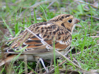 Above: Lapland Longspur: 19 September 2004, Fernhill Wetlands, Forest Grove, Oregon