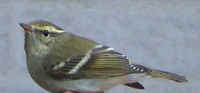 Yellow-browed Warbler