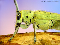 Saperda octopunctata