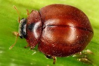Cynegetis impunctata