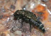 Ontholestes murinus