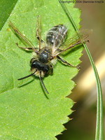 Andrena flavipes