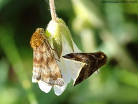 Panemeria tenebrata - Small Yellow Underwing