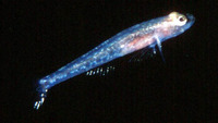 ...Image of Aphia minuta, Transparent goby, Xanguet, Mlijec ružicni, Glaskutling, Glasgrondel, Kuul